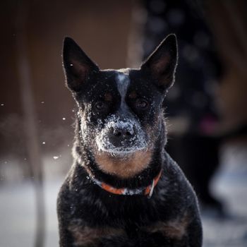 Australian Cattle Dog playing on the winter field