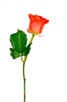 Red rose flower with clipping path, side view. Beautiful single red rose flower on stem with leaves isolated on white background.