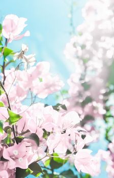 Blooming beauty, wedding invitation and nature concept - Pastel pink blooming flowers and blue sky in a dream garden, floral background