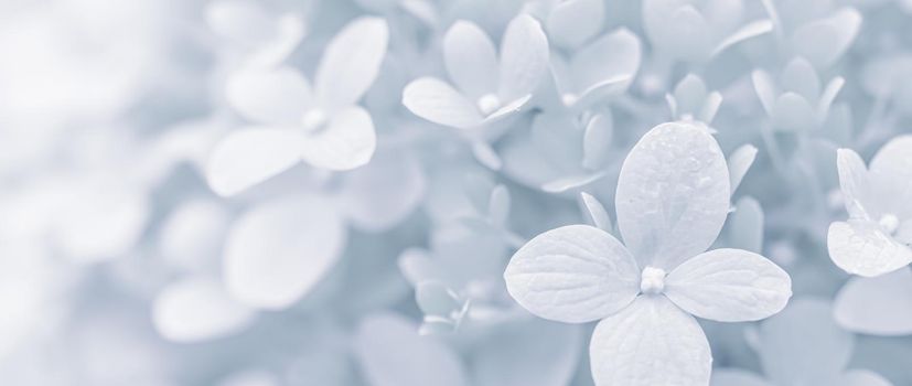 Background of soft white petals of Hydrangea Limelight or Hydrangea close-up