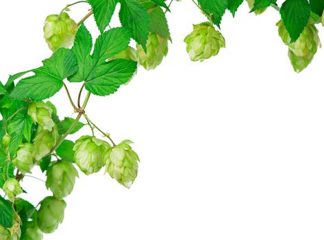 Pile of green hop cones isolated on white