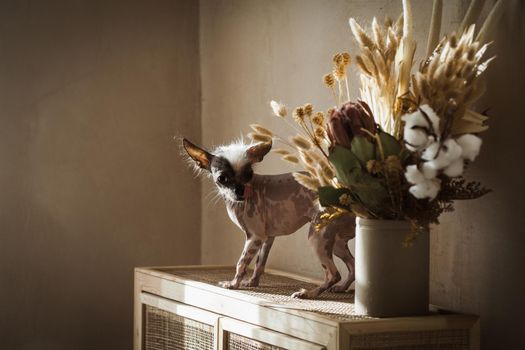 Ugly peruvian hairless and chihuahua mix dog with flowers