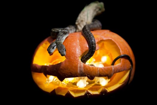 The two headed Japanese rat snake, Elaphe climacophora, isolated on black with Haloween pumpkin