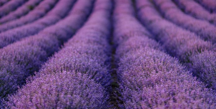 Lavender flower blooms fragrant fields in endless rows.