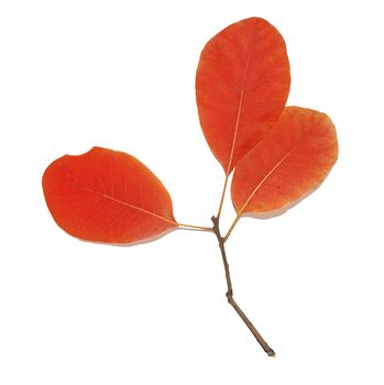 An orange branch with three leaves highlighted on a white background. A shrub for an ornamental garden, a design element.Texture or background