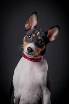 Pretty small basenji puppy, 3 month on a black background