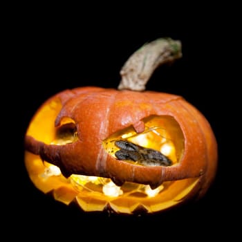 The two headed Japanese rat snake, Elaphe climacophora, isolated on black with Haloween pumpkin