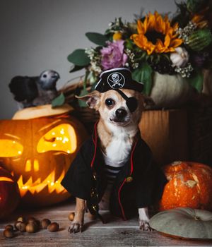 Pretty eyeless pirat chihuahua on Haloween costume party with pumpkins