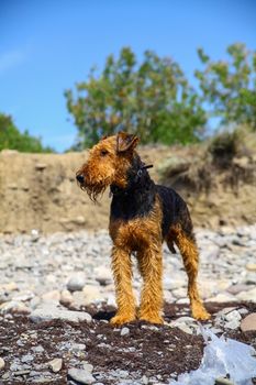 Purebred beauty airedale terrier on the seaside