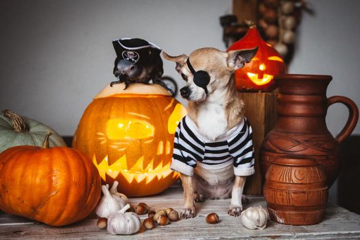 Pretty eyeless pirat chihuahua on Haloween costume party with pumpkins