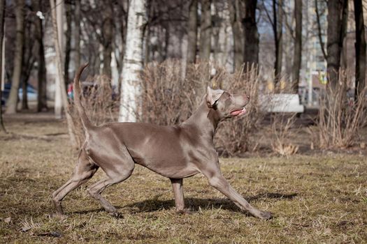 Beauty Weimaraner runs by the sping park