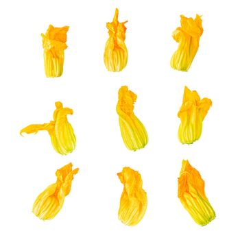 Isolated vegetables collection. Six courgette flowers isolated on white background