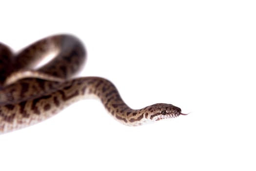 Spotted Python, Antaresia maculosa, on white backgorund