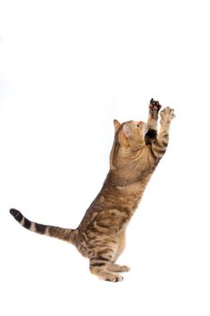 Cat playing, isolated on the white background
