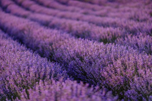 Lavender flower blooms fragrant fields in endless rows.