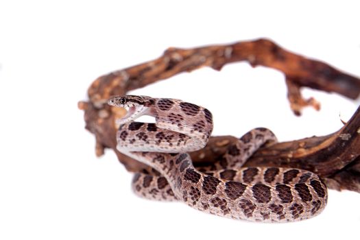 Many Spotted Cat Snake, Boiga multomaculata, on white background