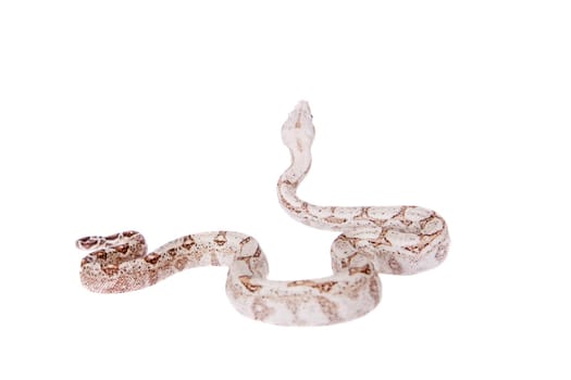 The common boa, Boa constrictor, isolated on white background