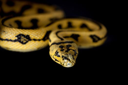 Jungle Jaguar Carpet Python, Morelia spilota cheynei, on black background