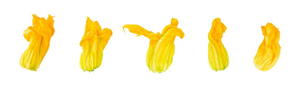 Isolated vegetables collection. Six courgette flowers isolated, top view on white background. Iimage for package design.