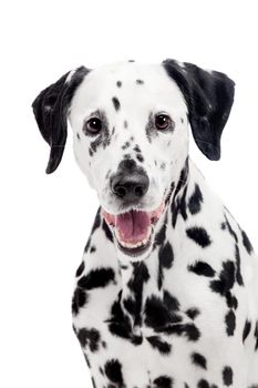 Beauty dalmatian dog, isolated on white background