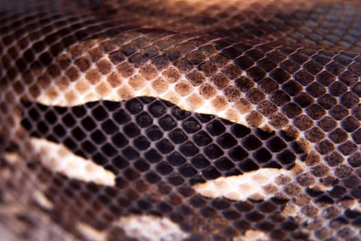 Madagascar or Malagasy ground boa, Acrantophis madagascariensis, on white