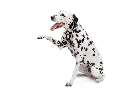 Beauty dalmatian dog, isolated on white background