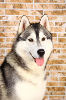 Smart gray siberian Husky sitting with book