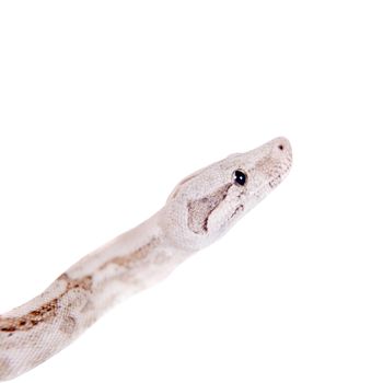 The common boa, Boa constrictor, isolated on white background