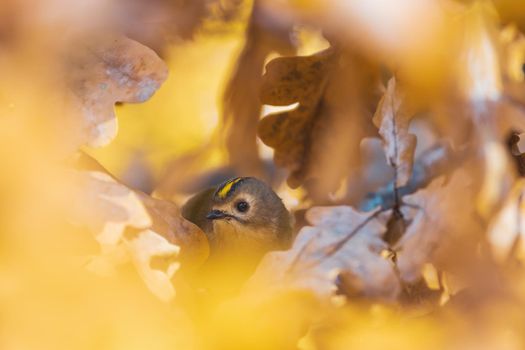 small bird among golden leaves , autumn colors