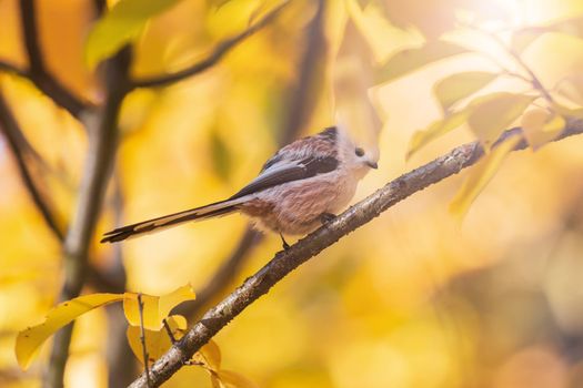 small beautiful bird among golden leaves , autumn colors