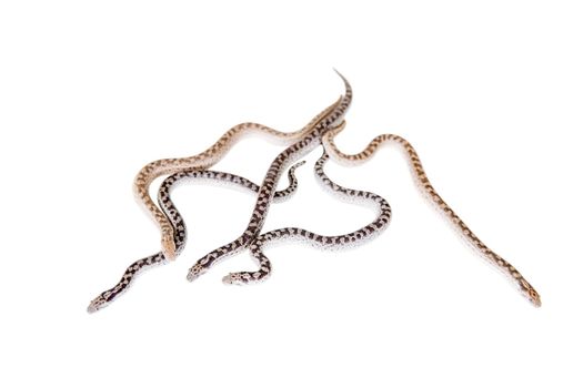 Five newborn sand boas, eryx miliaris, isolated on white