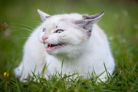 Cute white kitten on the green grass