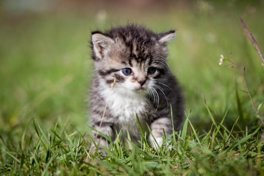 Grey tabby kitten, 3 weeks old, on green grass