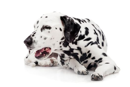 Beauty dalmatian dog, isolated on white background