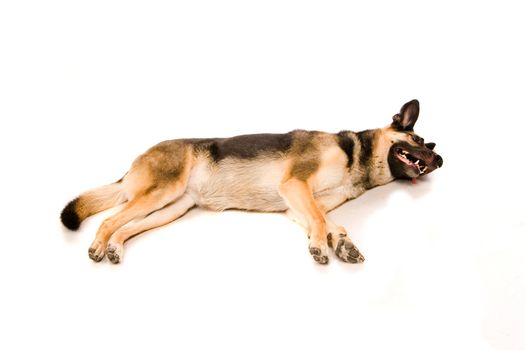 The East-european dog isolated on the white background