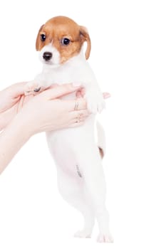 Jack Russell puppy, 1,5 month old, isolated on white