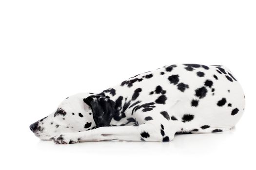 Beauty dalmatian dog, isolated on white background