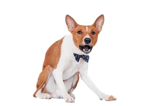 Red basenji dog isolated on white background