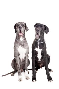 Two great Dane dogs isolated on white background