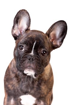 French bulldog puppy, 3,5 mounth, isolated on white background