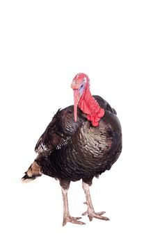 Turkey male isolated on the white background