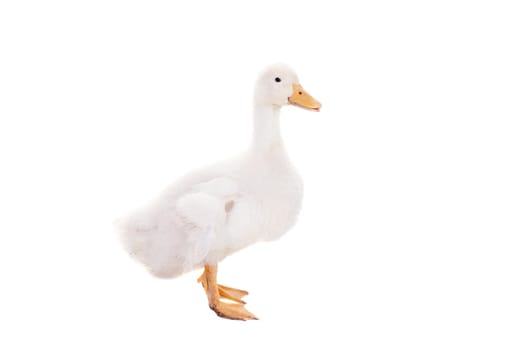 Adorable duckling quacking isolated on white background.