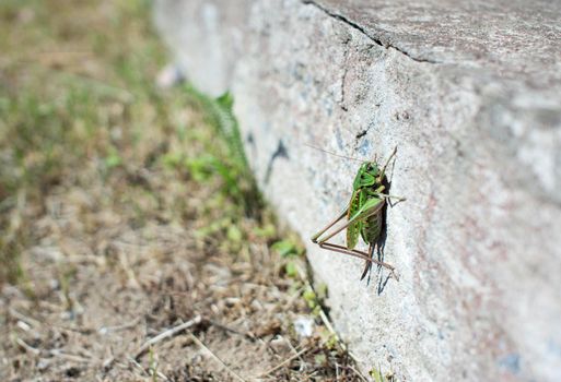 Grasshopper on a white wall blur bacground with copy space