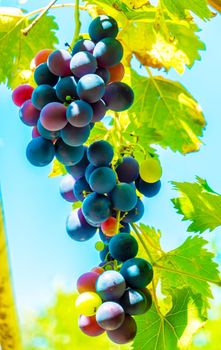 A branch of grape leaves against a clear blue sky. Copy space. . High quality photo