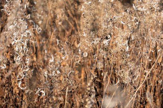 Dry reed against clear light blue sky on sunny day outdoors. Abstract natural background in neutral colors. Minimal trendy pampas grass panicles. Dying fireweed against bright autumn sky. Selective focus. High quality photo