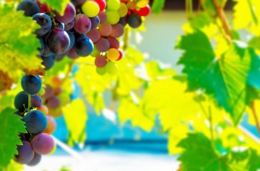 A branch of grape leaves against a clear blue sky. Copy space. . High quality photo