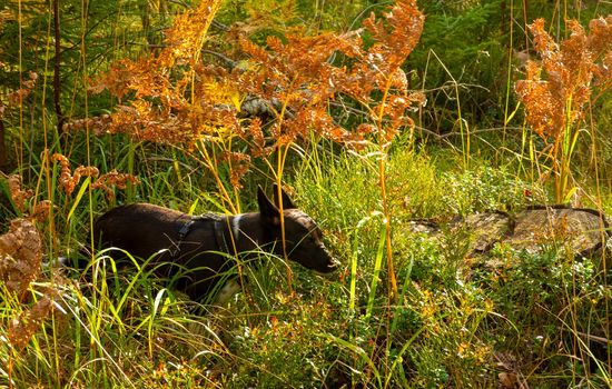 The withering of nature. Hunting dog in the autumn forest between the ferns