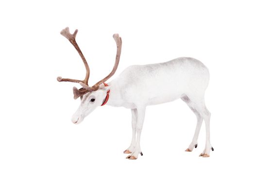 Reindeer, Rangifer tarandus, 4 years old, on the white background