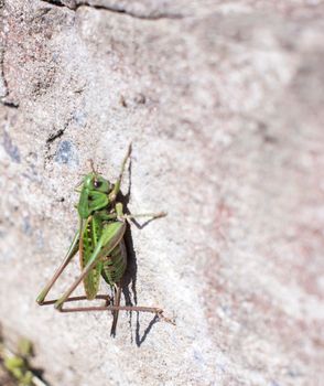 Grasshopper on a white wall blur bacground with copy space