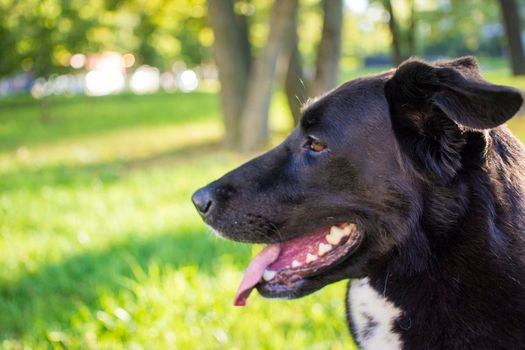 Portrait of a black and white mongrel dog in a Park